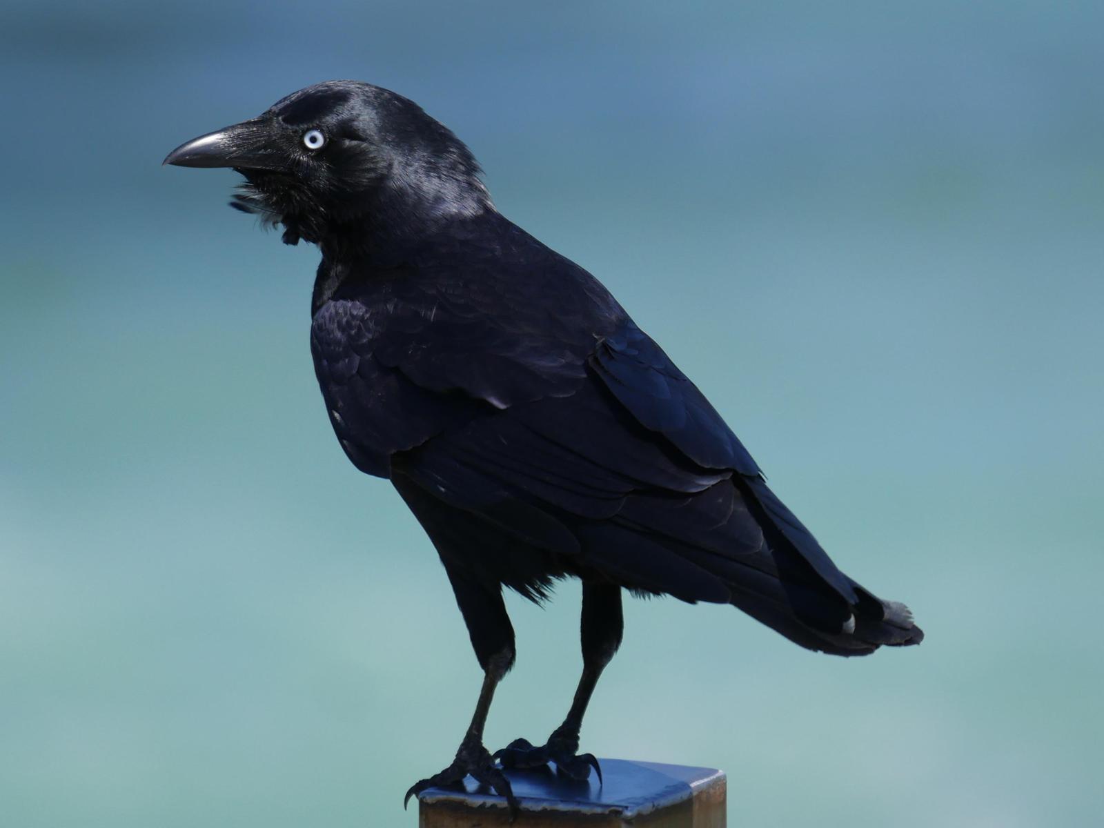 Australian Raven Photo by Peter Lowe