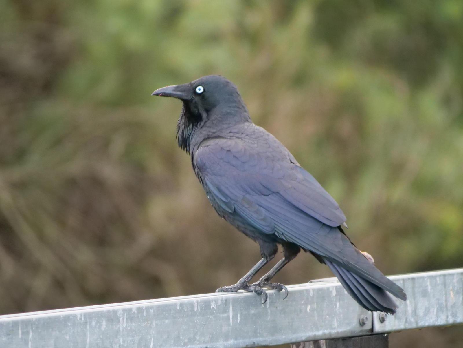 Australian Raven Photo by Peter Lowe