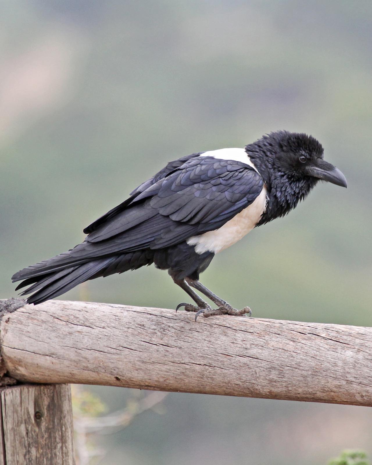 Pied Crow Photo by Robert Polkinghorn