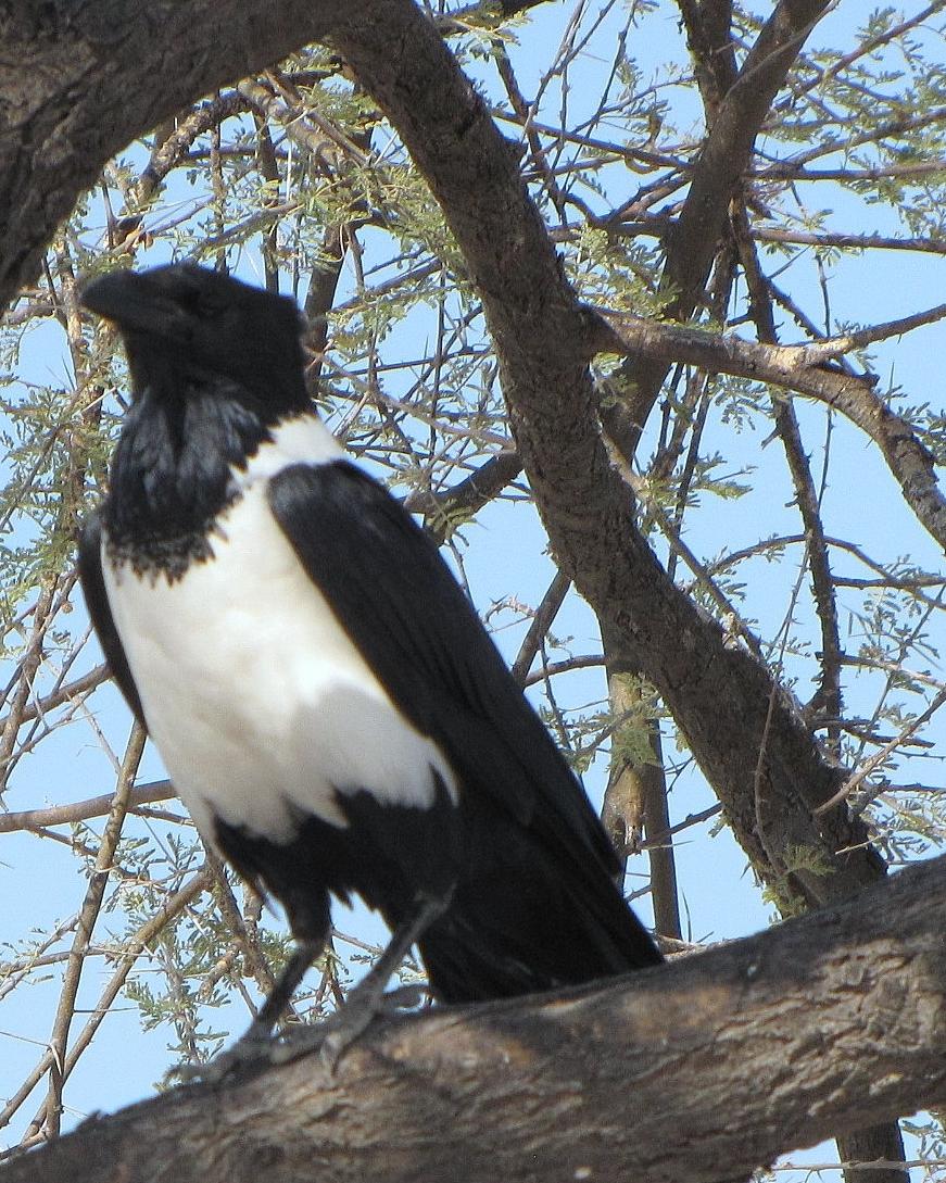 Pied Crow Photo by Richard  Lowe