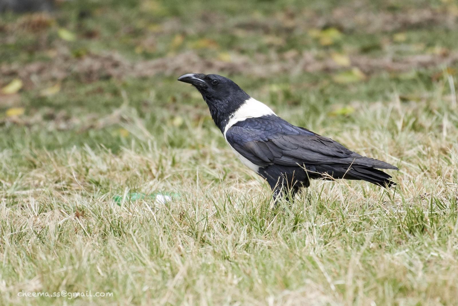 Pied Crow Photo by Simepreet Cheema