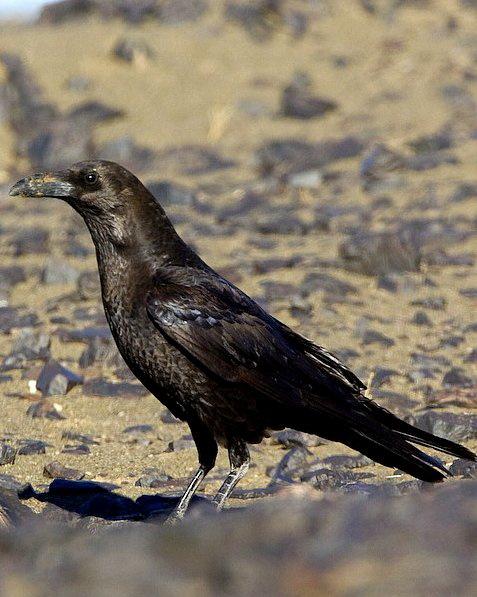 Brown-necked Raven Photo by Francesco Veronesi