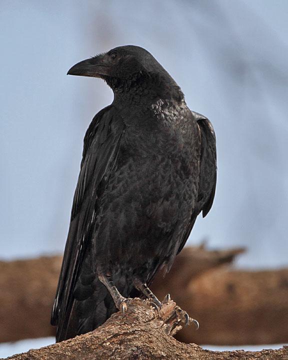 Fan-tailed Raven Photo by Jack Jeffrey