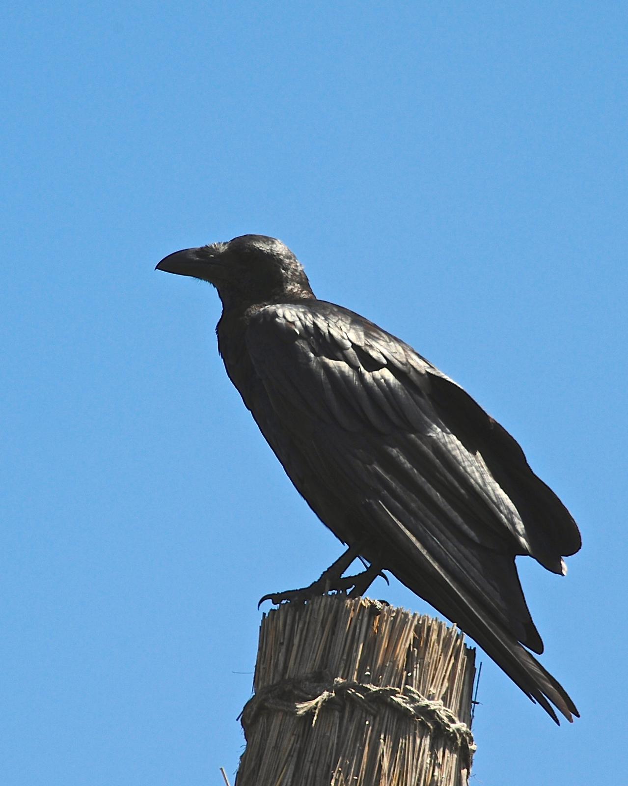 Fan-tailed Raven Photo by Gerald Friesen