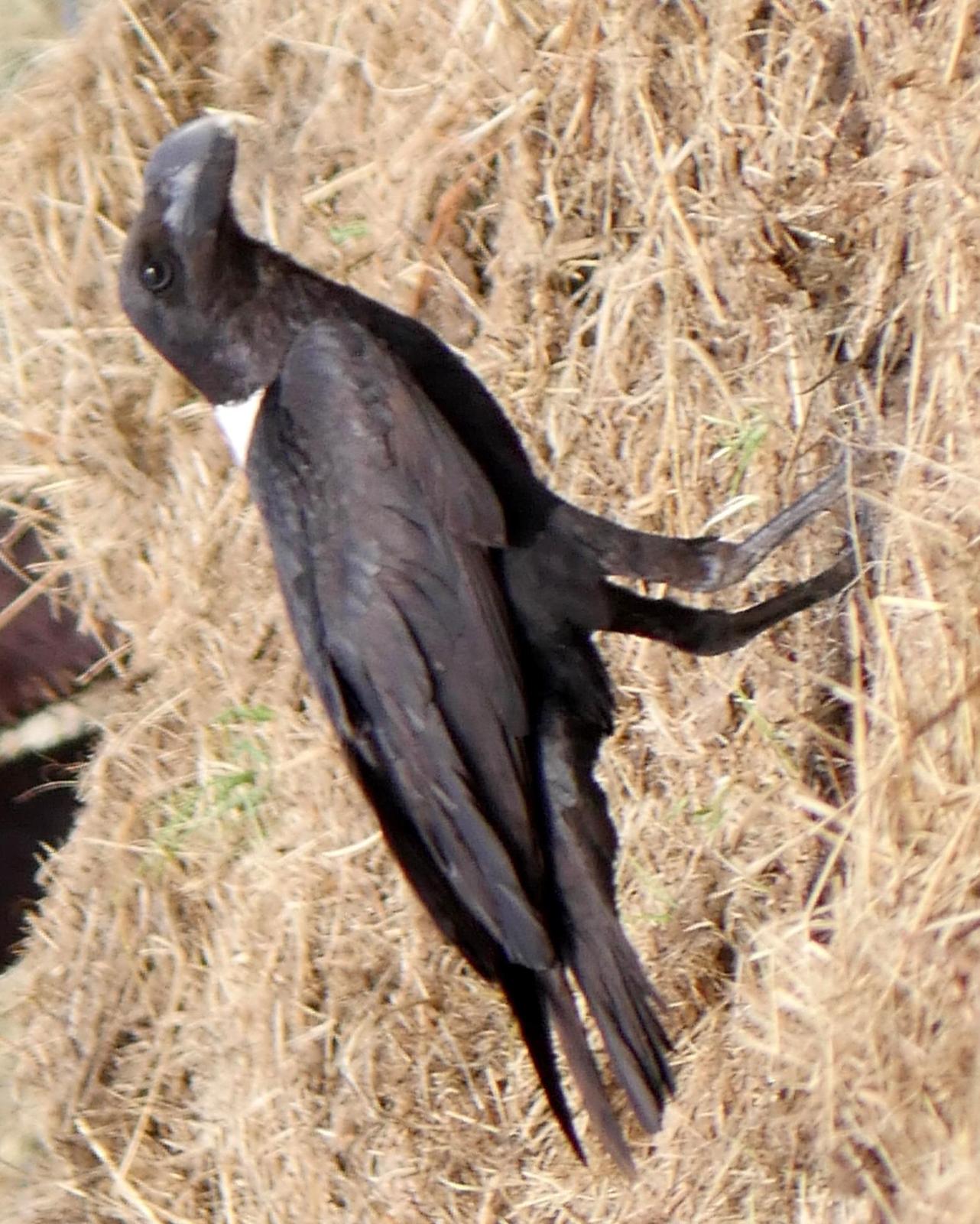 White-necked Raven Photo by Peter Lowe