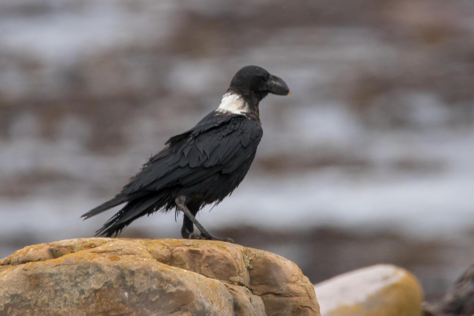 White-necked Raven Photo by Gerald Hoekstra