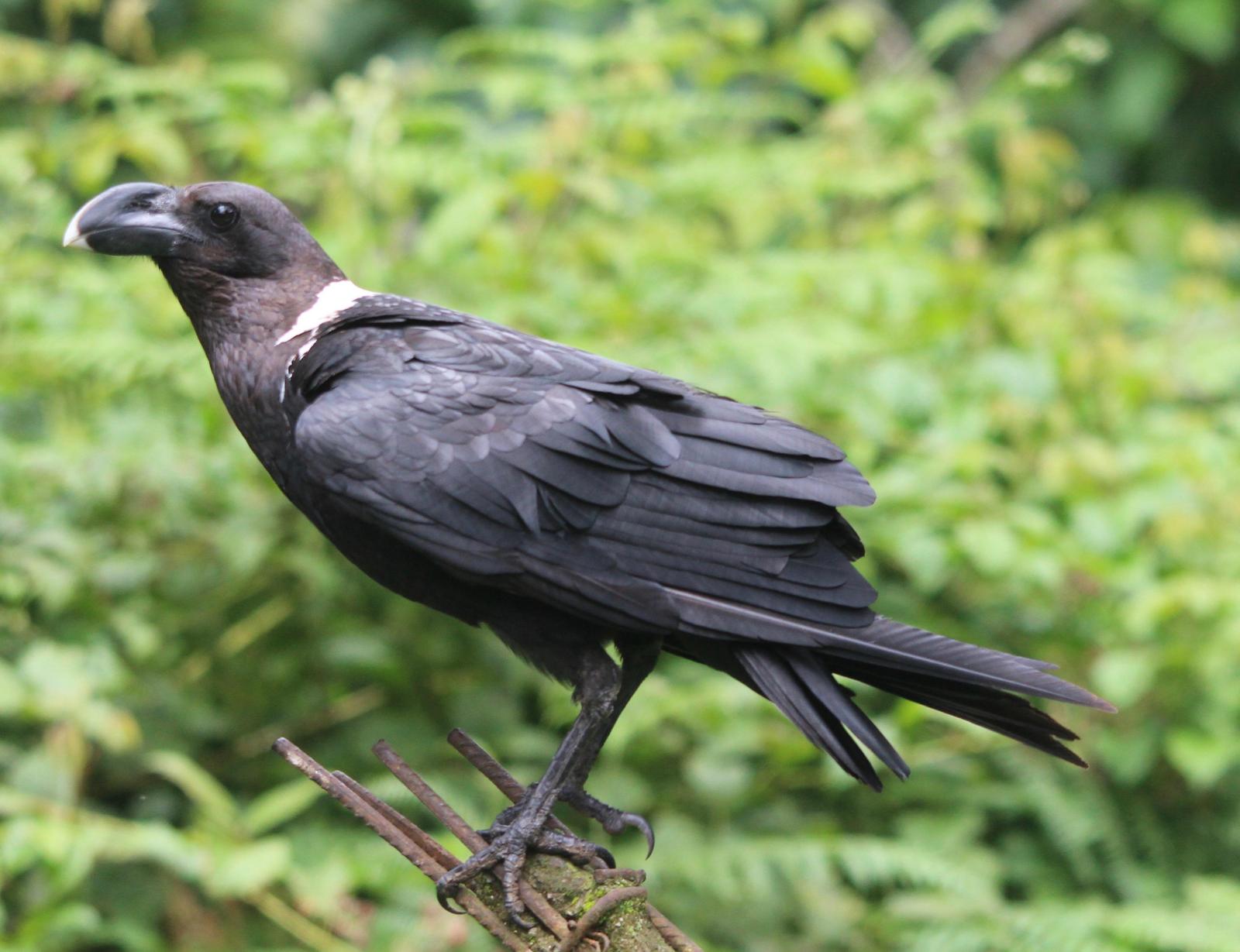 White-necked Raven Photo by Daniel Sloan