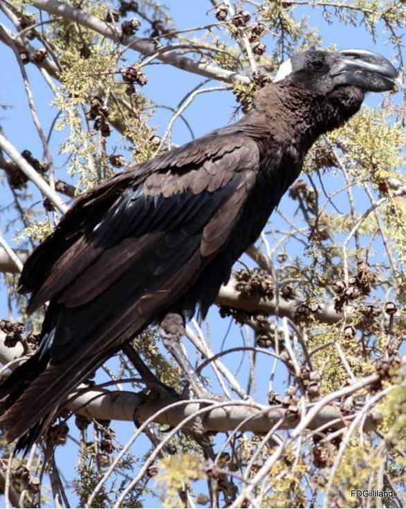 Thick-billed Raven Photo by Frank Gilliland