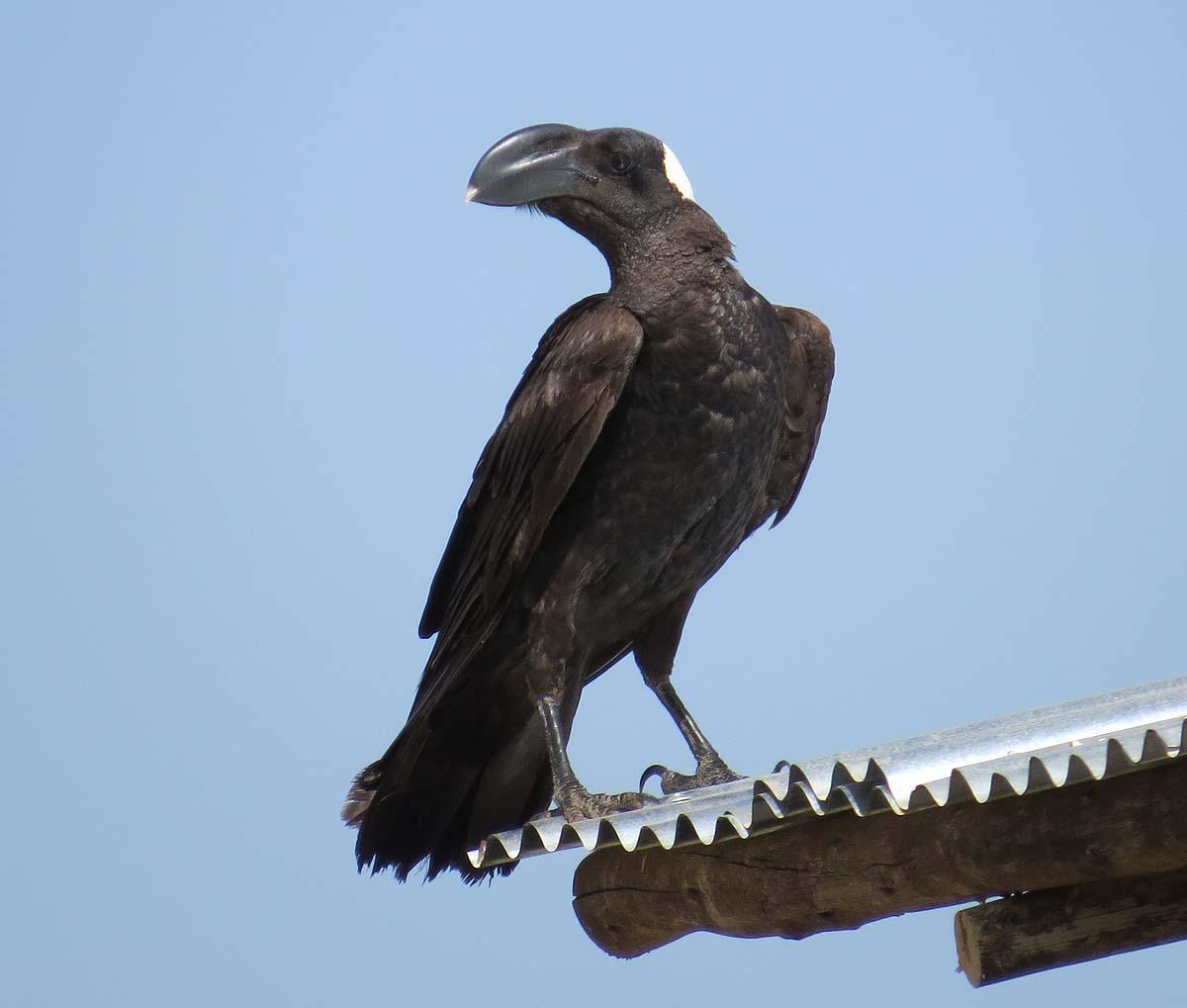 Thick-billed Raven Photo by Peter Boesman