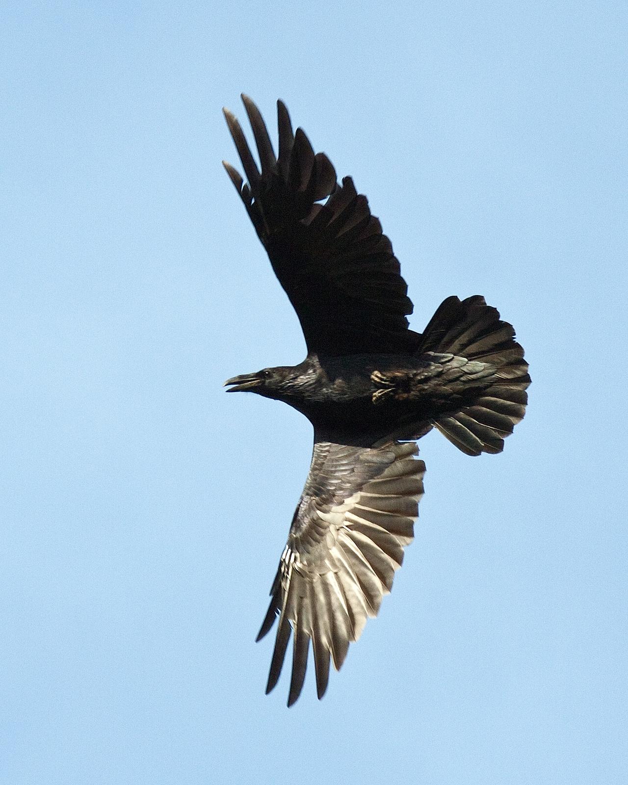 Common Raven Photo by J.B. Churchill