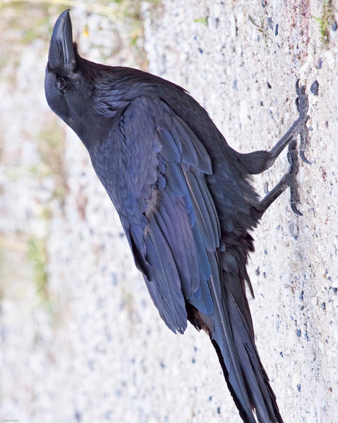 Common Raven Photo by JC Knoll