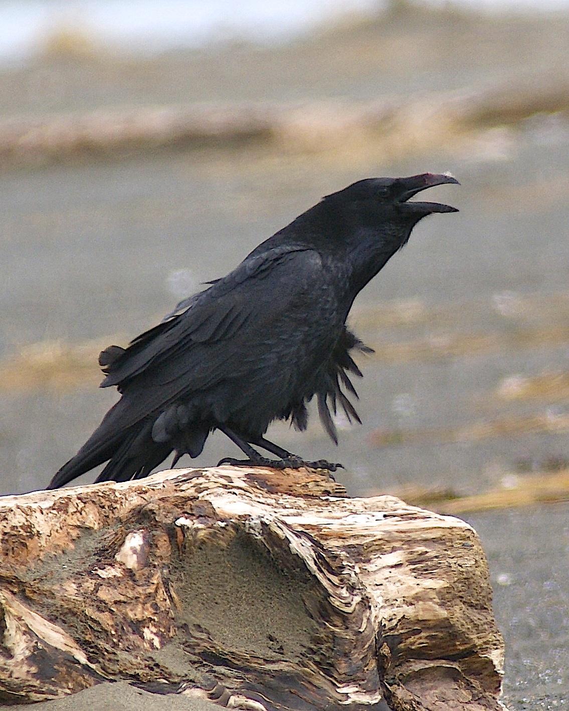 Common Raven Photo by Gerald Hoekstra