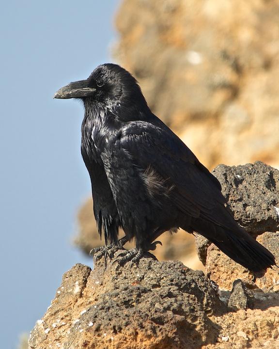 Common Raven Photo by Denis Rivard