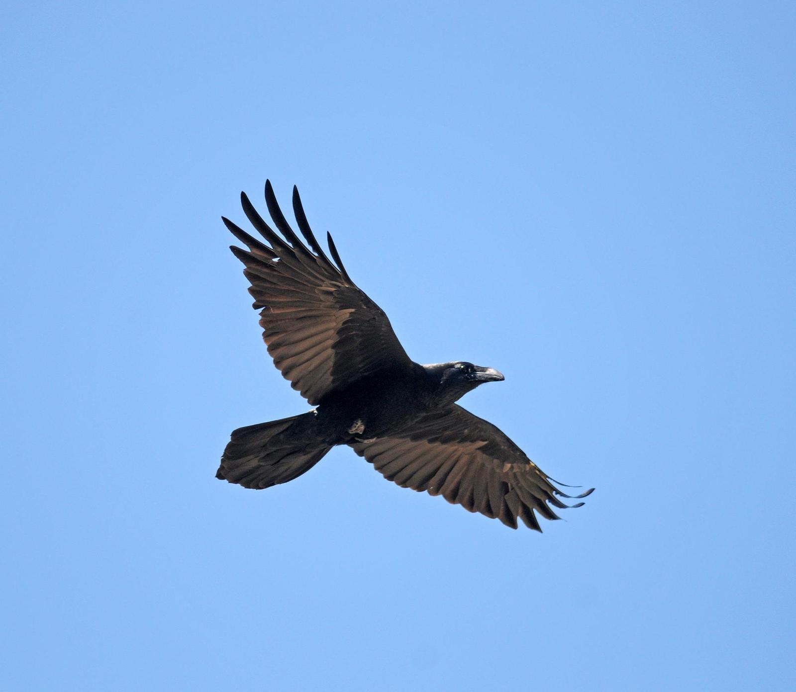 Common Raven Photo by Steven Mlodinow