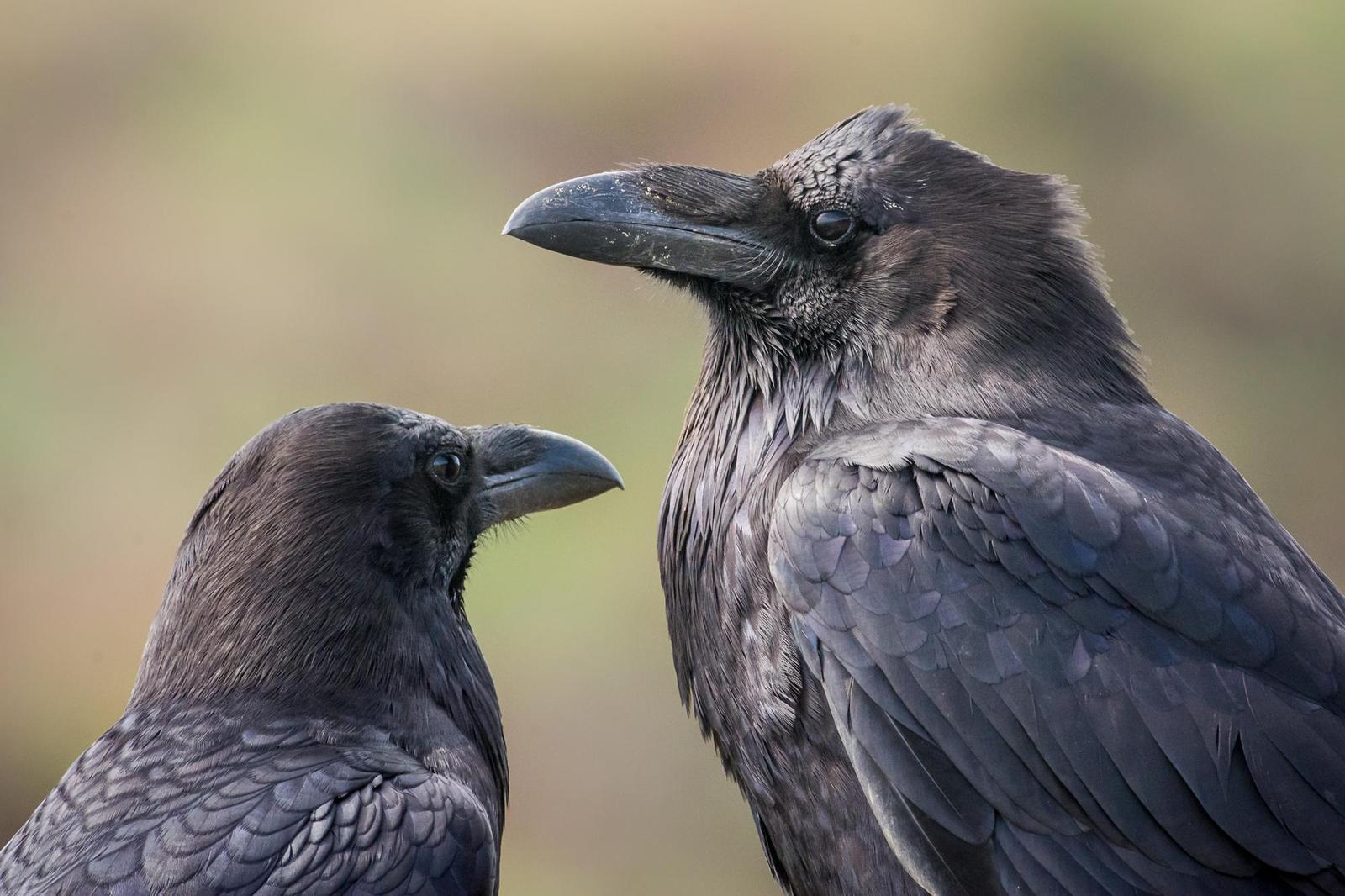 Common Raven Photo by Jesse Hodges