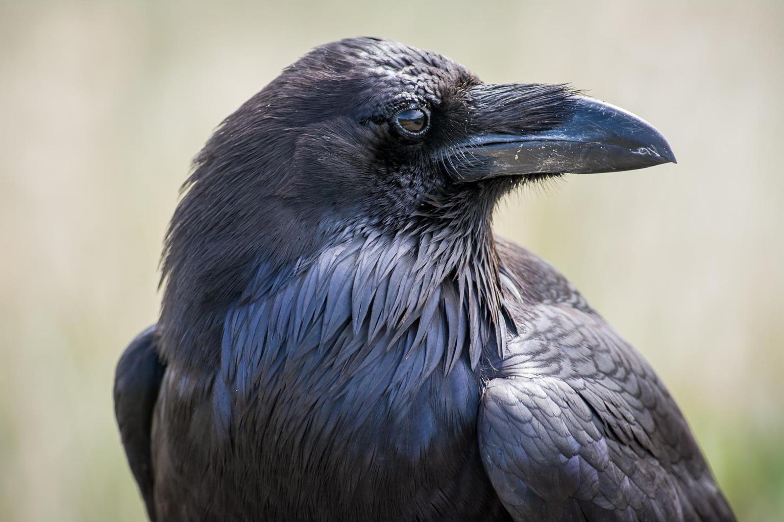 Common Raven Photo by Jesse Hodges