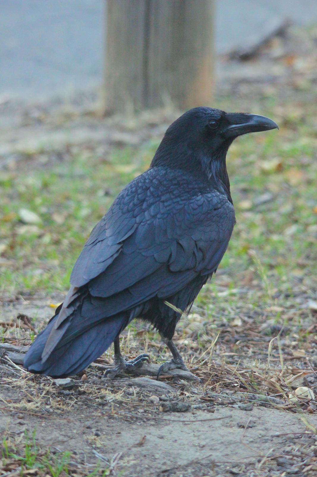 Common Raven Photo by Tom Ford-Hutchinson