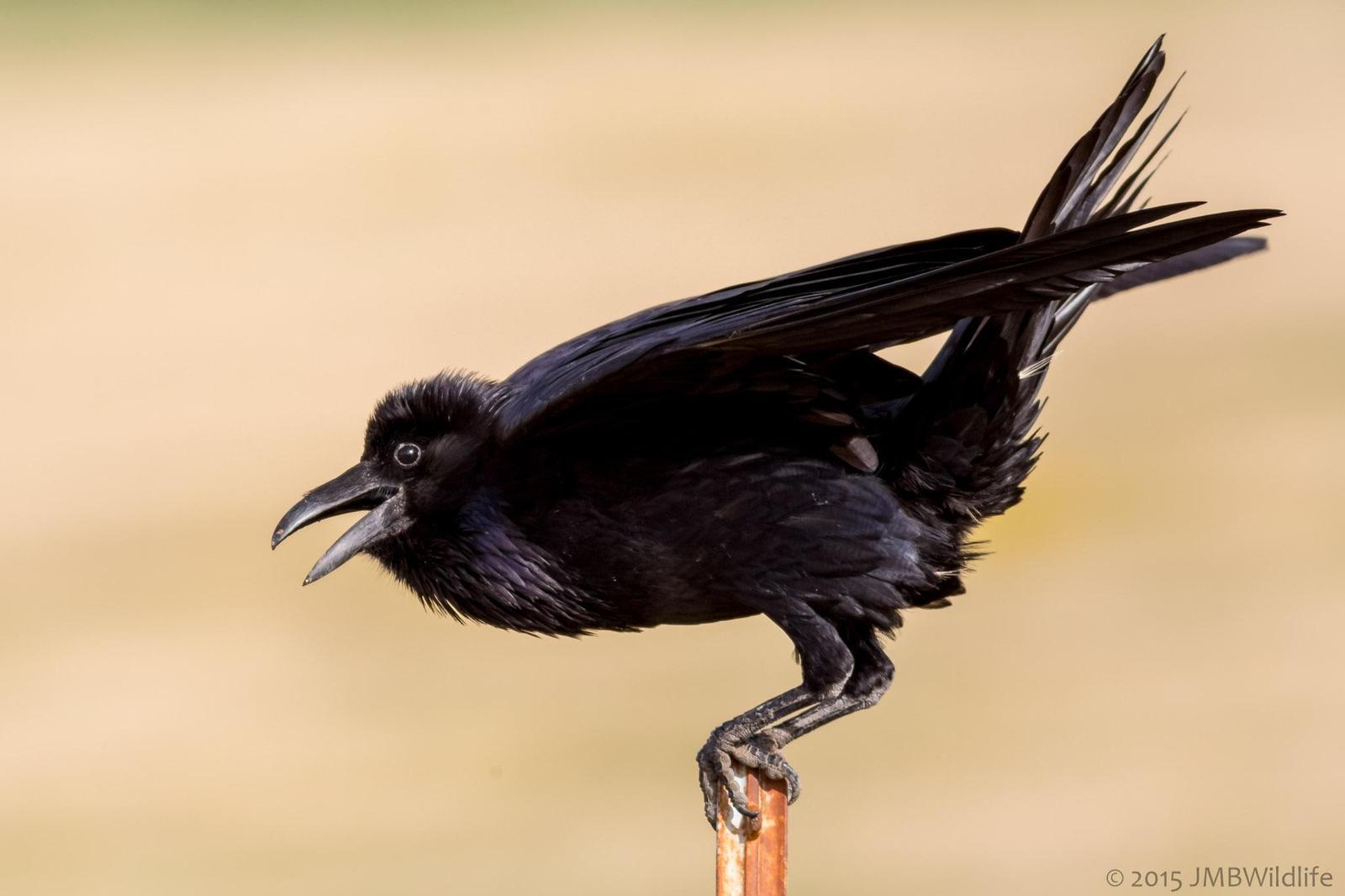 Common Raven Photo by Jeff Bray