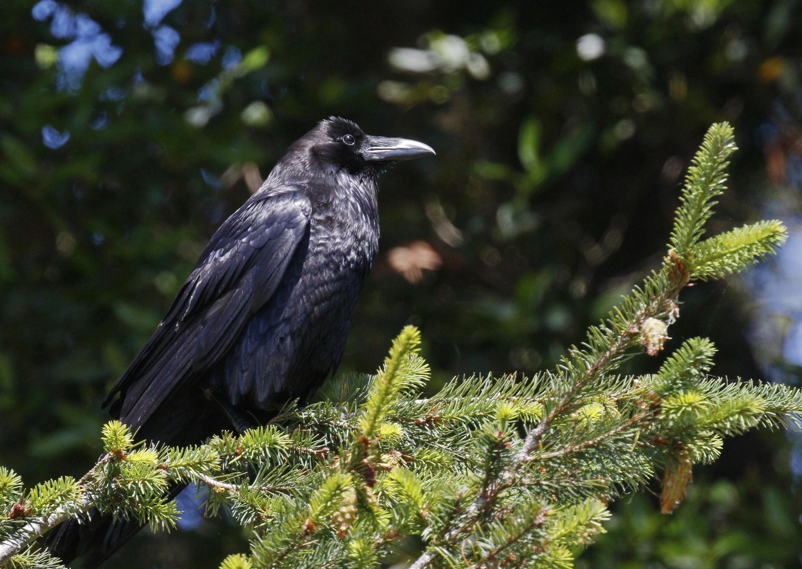 Common Raven Photo by Emily Willoughby