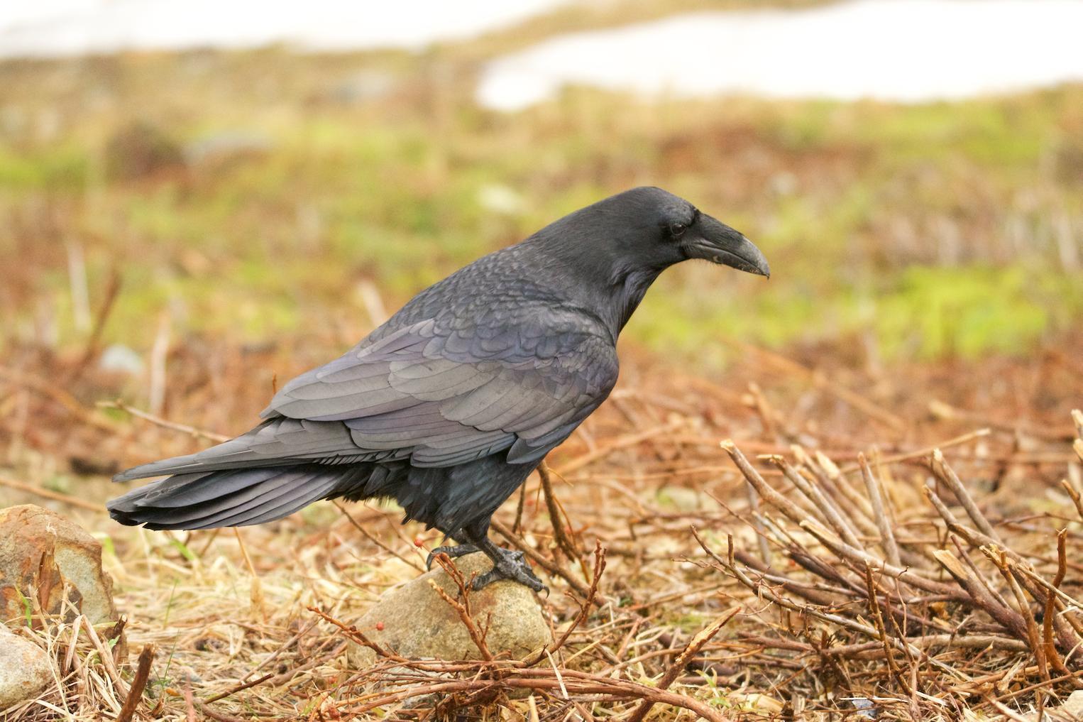 Common Raven Photo by Brian Avent