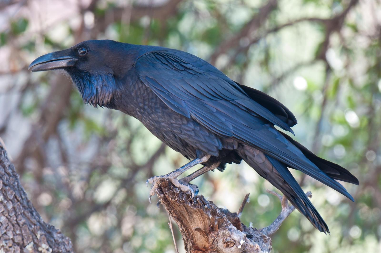 Common Raven Photo by Mason Rose
