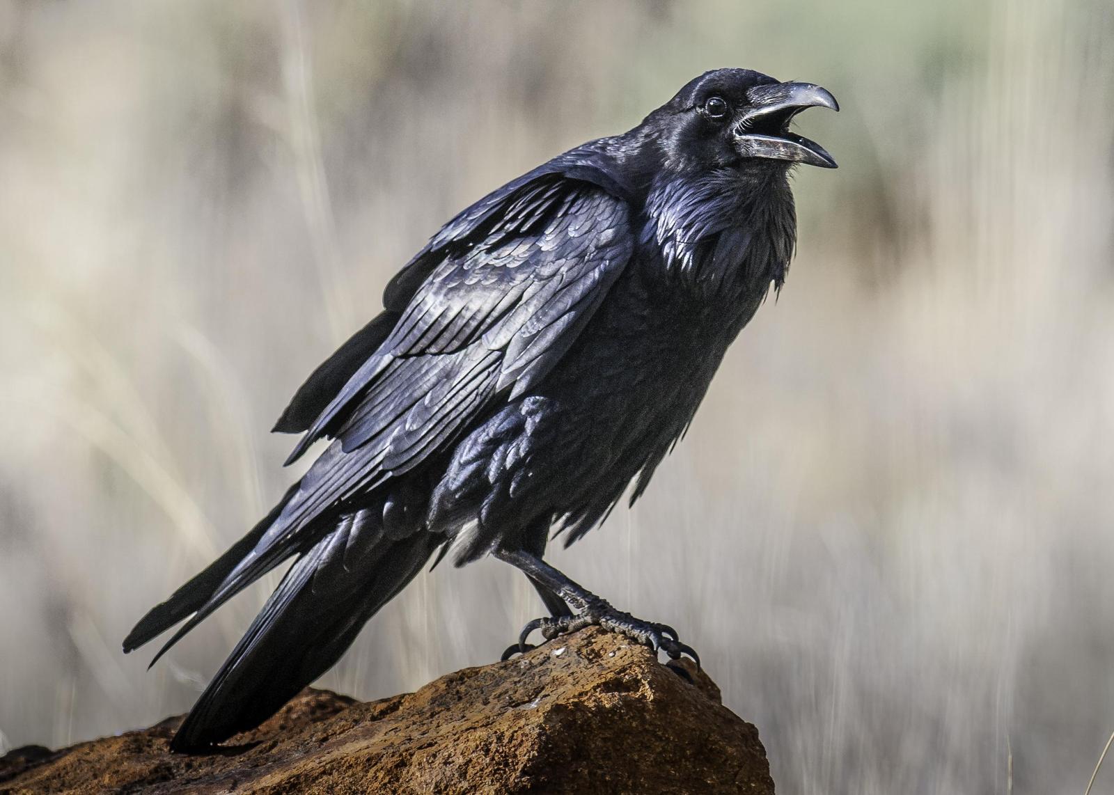 Common Raven Photo by Mason Rose