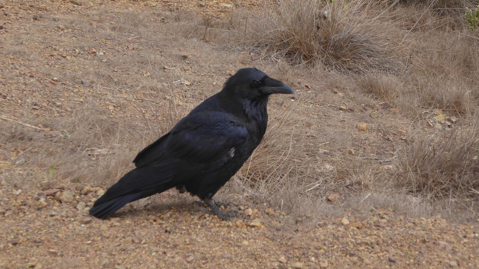 Common Raven Photo by Daliel Leite