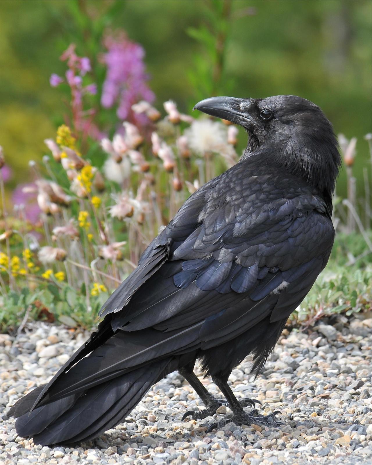 Common Raven Photo by Gerald Friesen