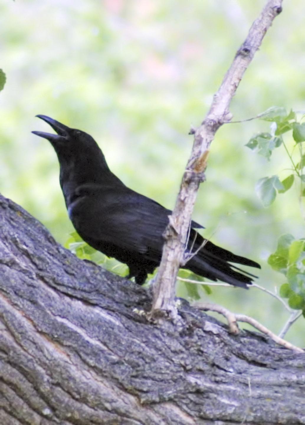 Common Raven Photo by Dan Tallman