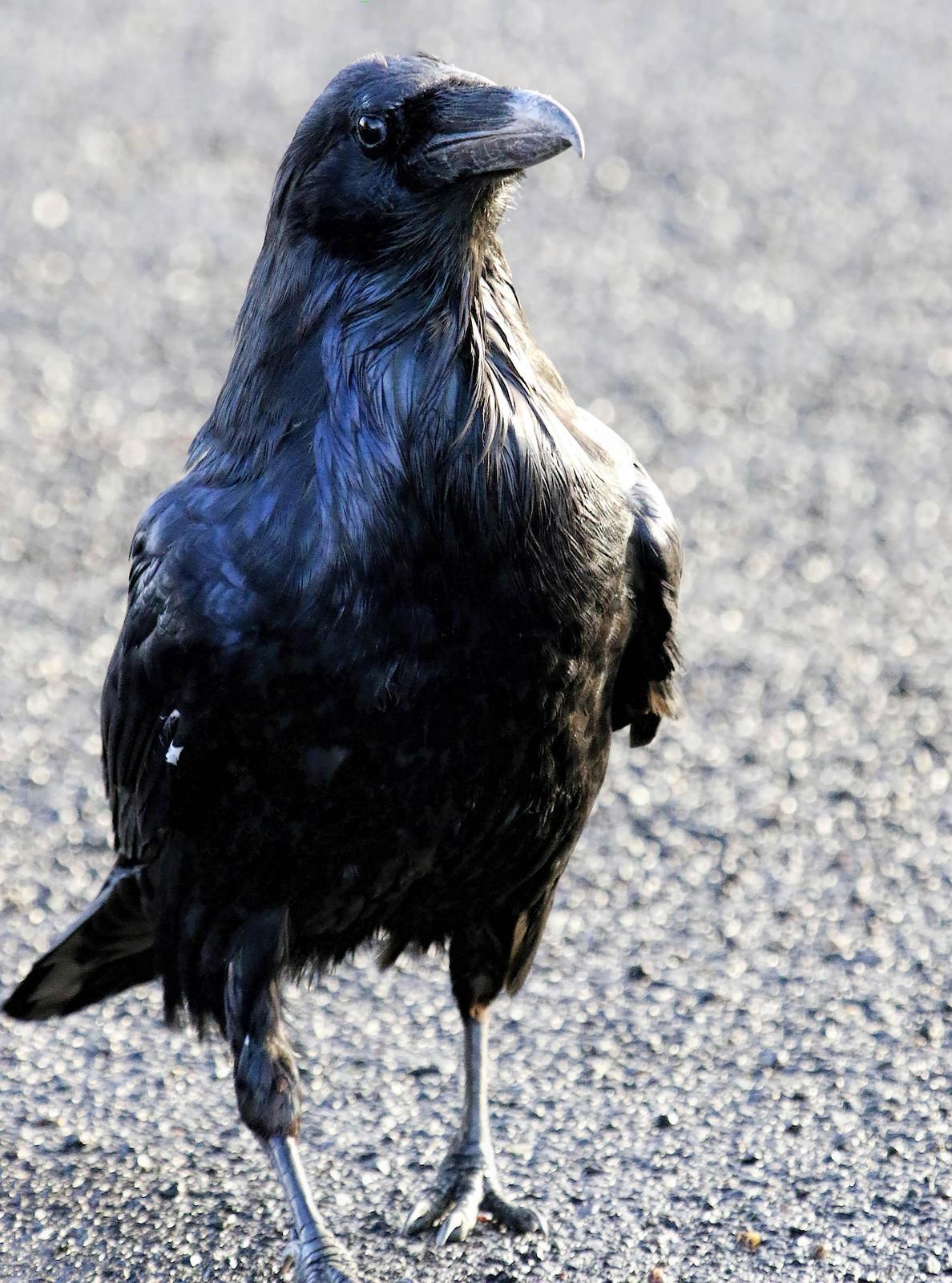 Common Raven Photo by Dan Tallman