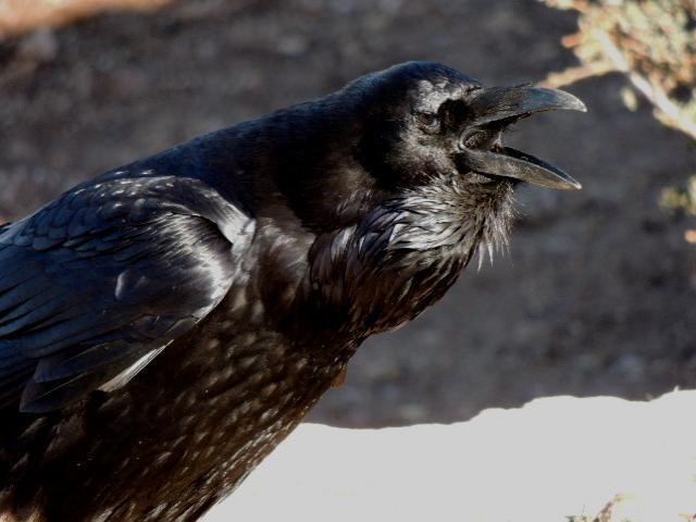 Common Raven Photo by Tony Heindel