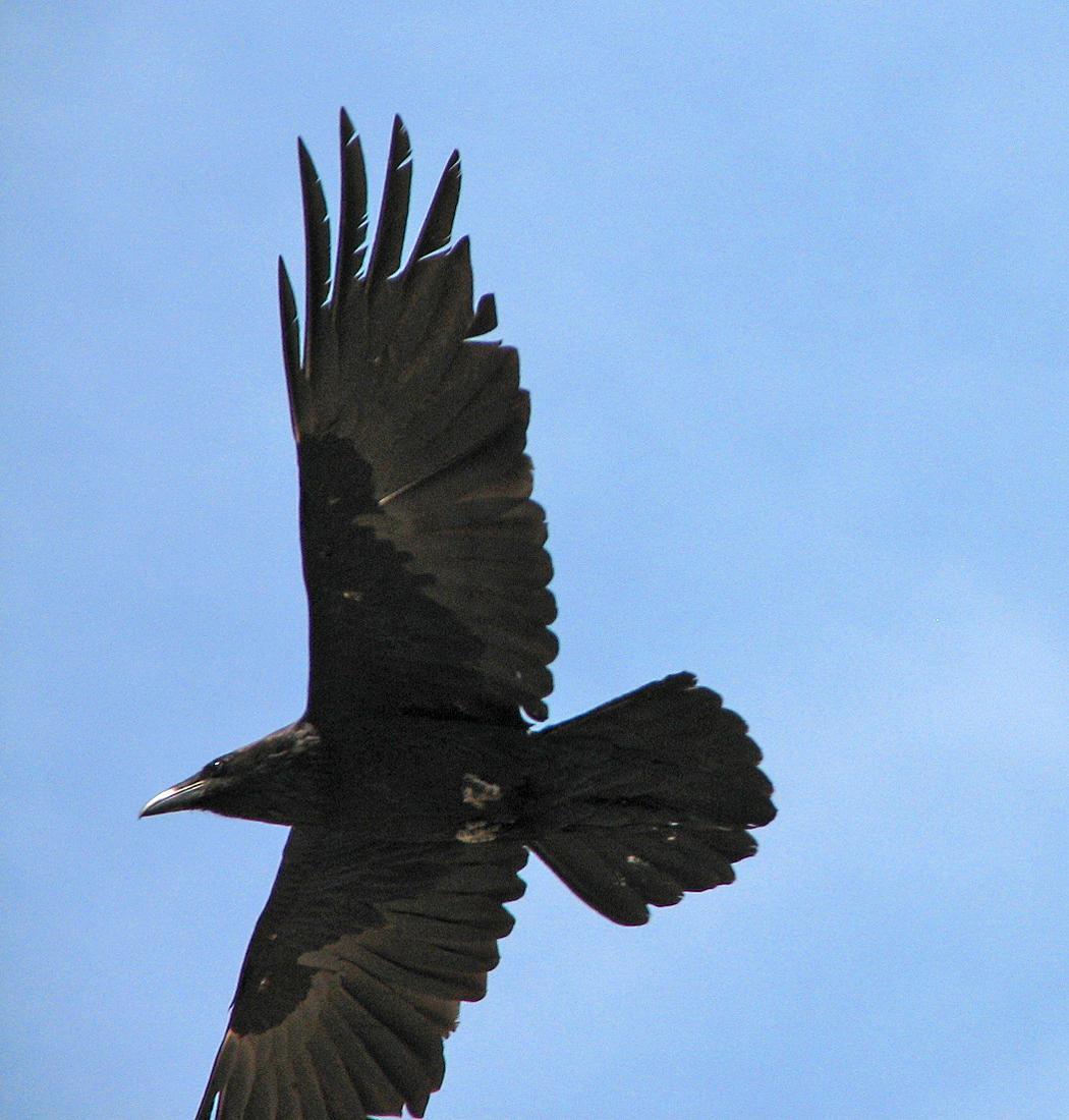 Common Raven Photo by Tom Gannon