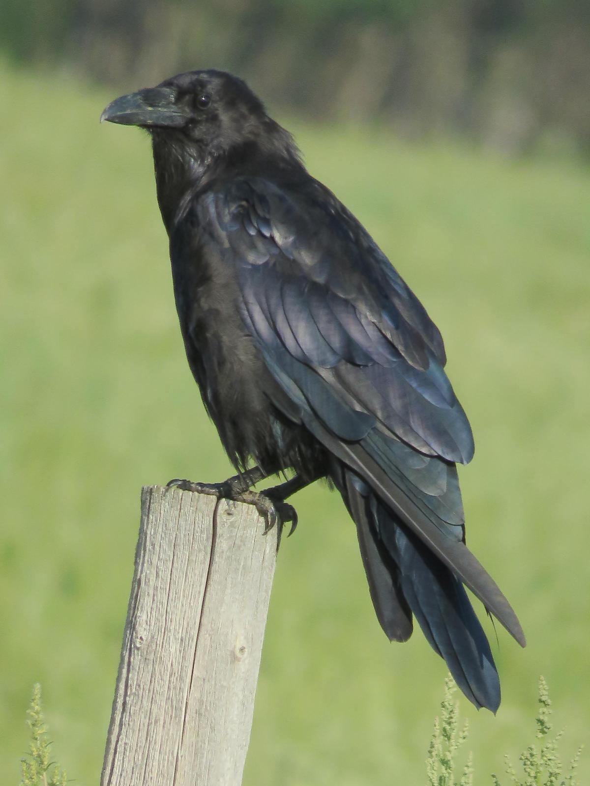 Common Raven Photo by Bob Neugebauer