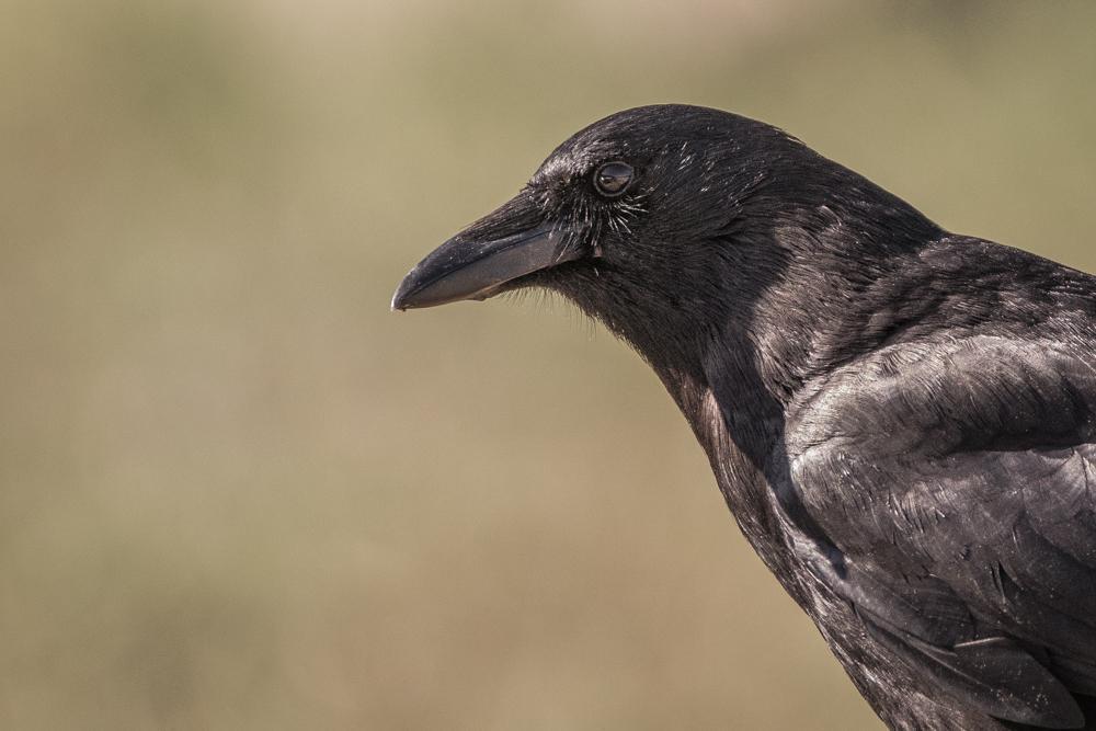 Common Raven Photo by Amanda Fulda