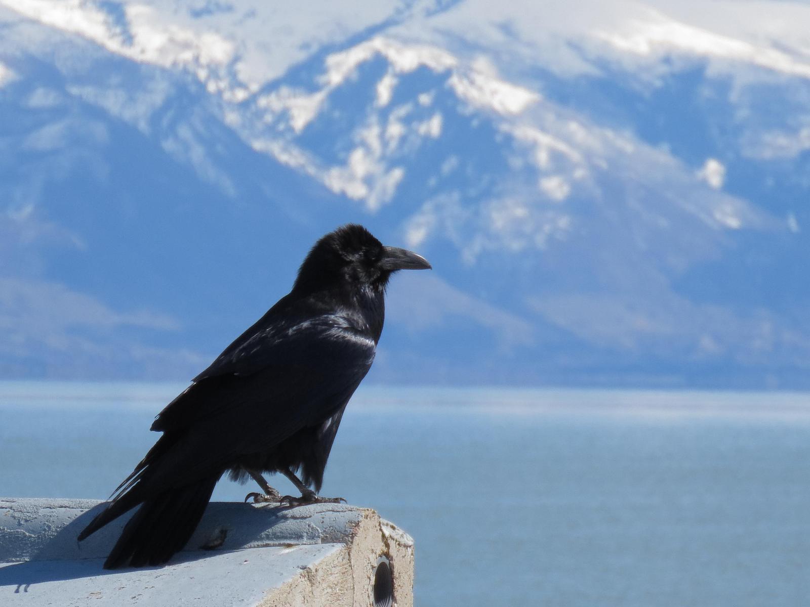 Common Raven Photo by Kent Jensen