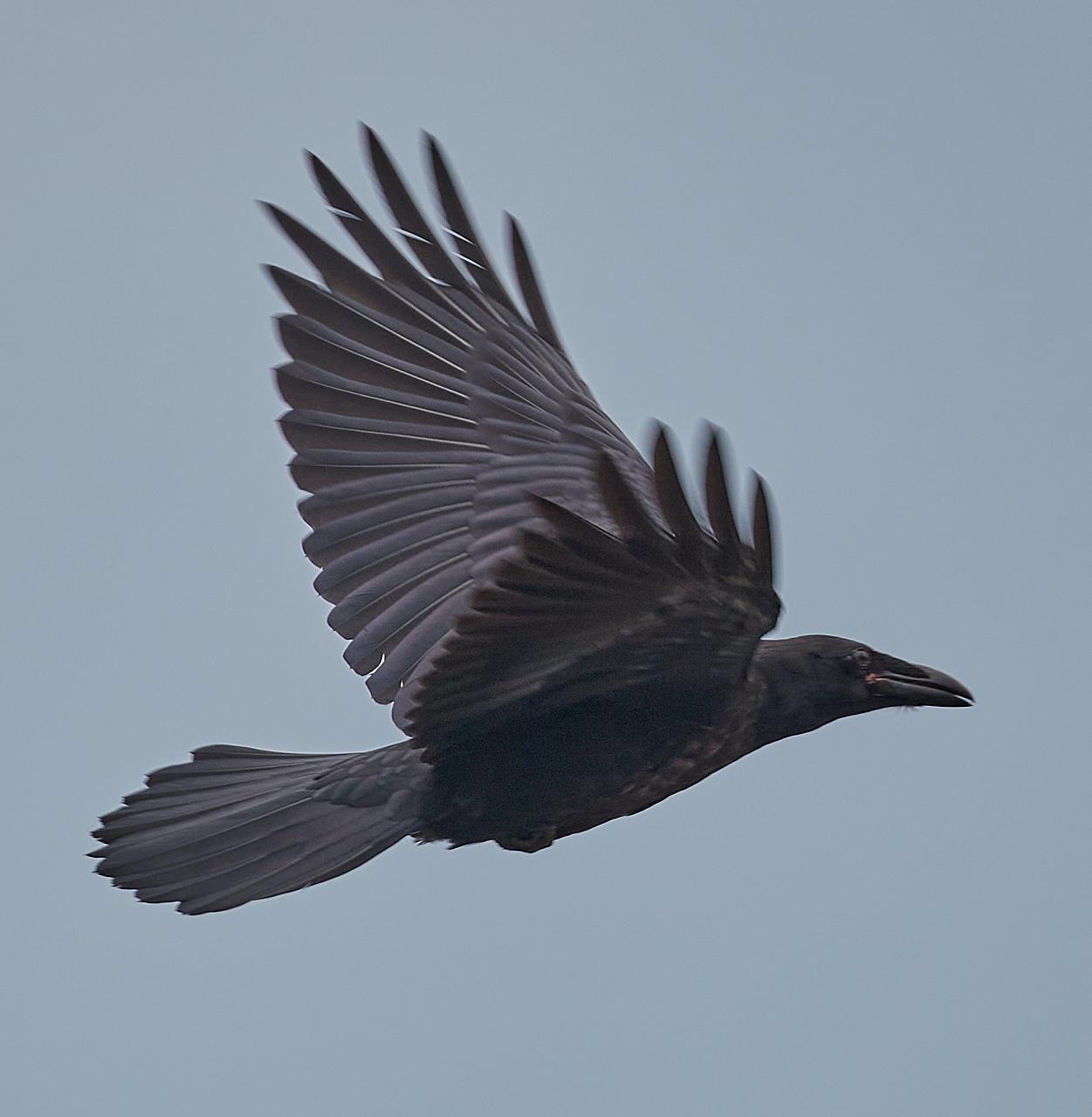 Common Raven Photo by Jim Werkowski