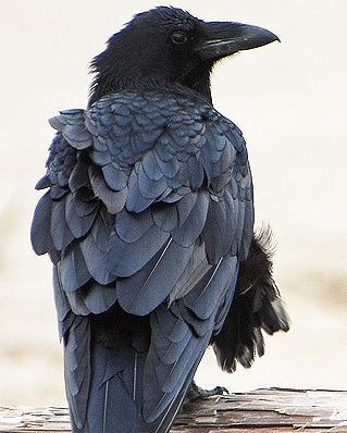 Common Raven Photo by Pete Myers