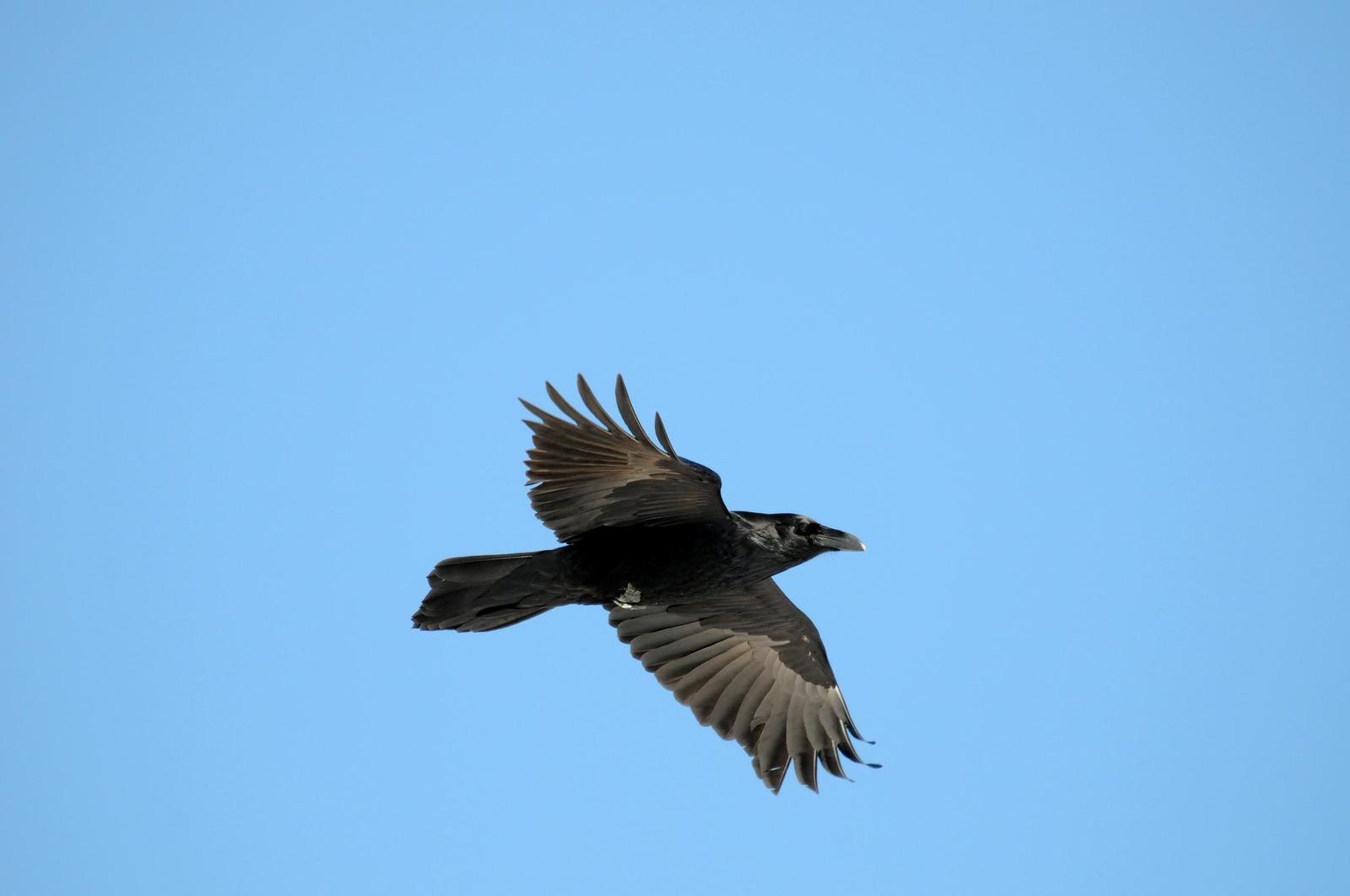 Common Raven Photo by Steven Mlodinow