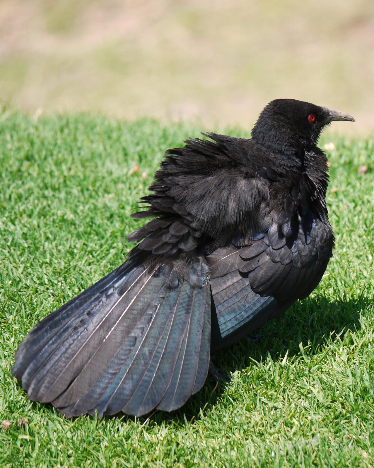 White-winged Chough Photo by Peter Lowe