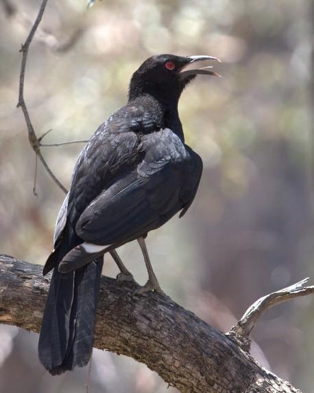 White-winged Chough Photo by Mat Gilfedder