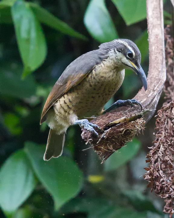Victoria's Riflebird Photo by Mat Gilfedder