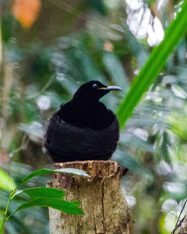 Victoria's Riflebird Photo by Bob Hasenick