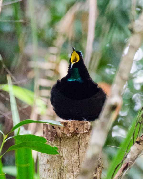 Victoria's Riflebird Photo by Bob Hasenick