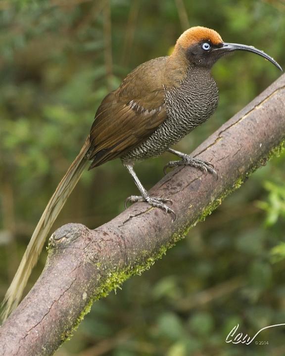 Brown Sicklebill Photo by Cal Walters