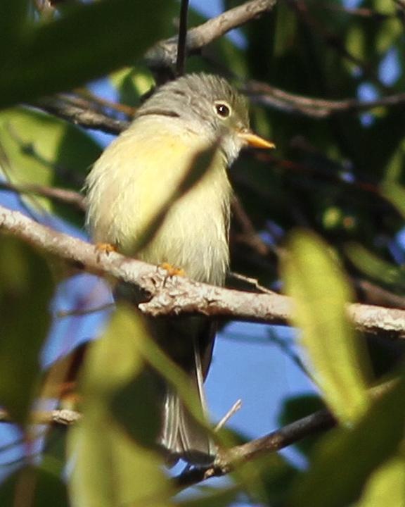 Yellow-legged Flycatcher Photo by Chris Wiley