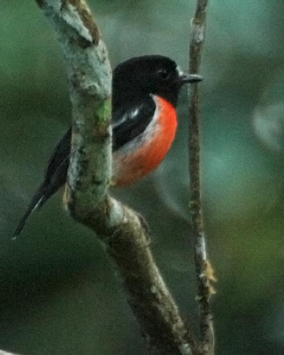 Pacific Robin Photo by Tom Tarrant