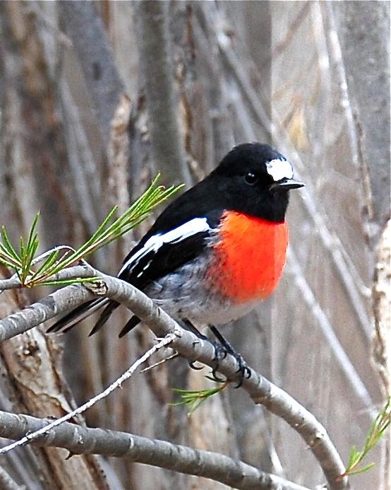 Scarlet Robin Photo by Gerald Friesen