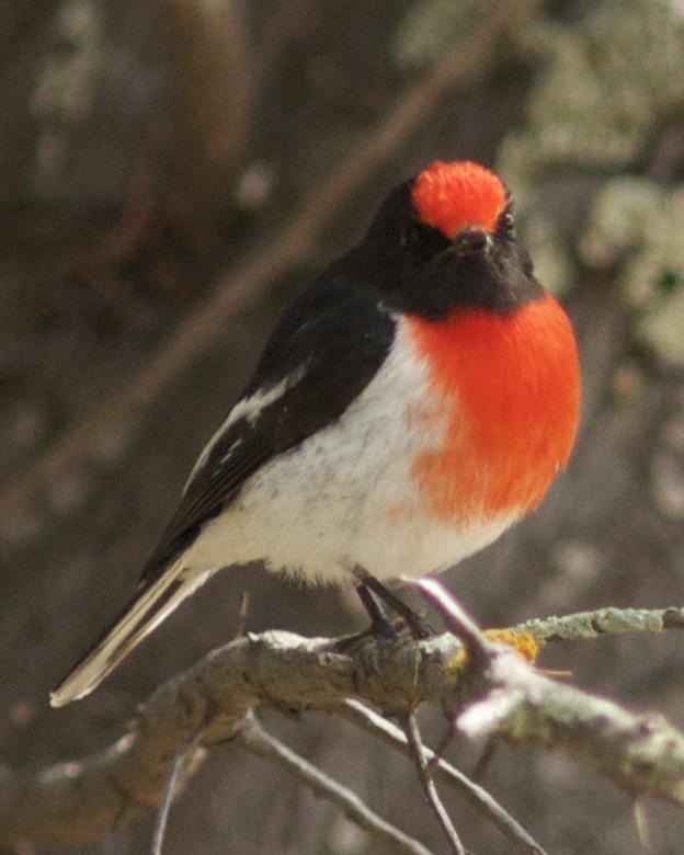 Red-capped Robin Photo by Jonathan Bent
