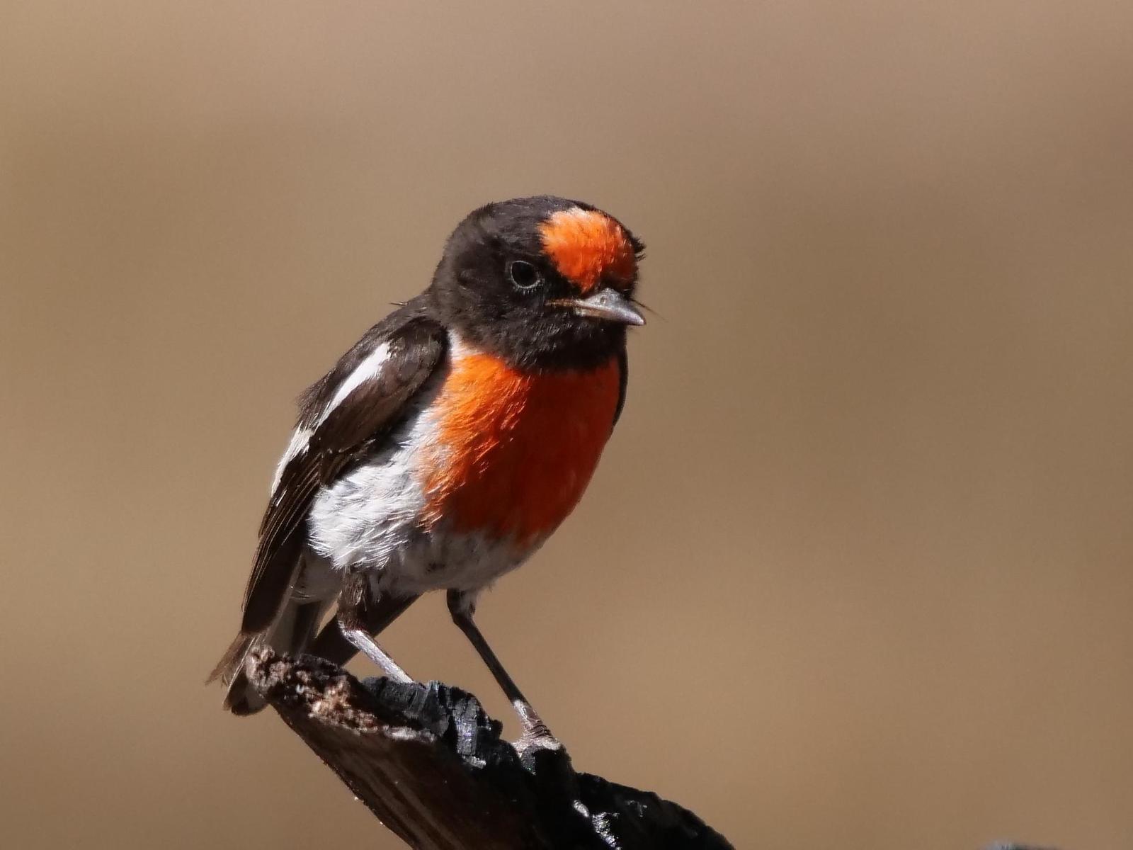 Red-capped Robin Photo by Peter Lowe