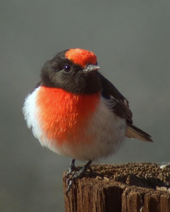 Red-capped Robin Photo by Mat Gilfedder